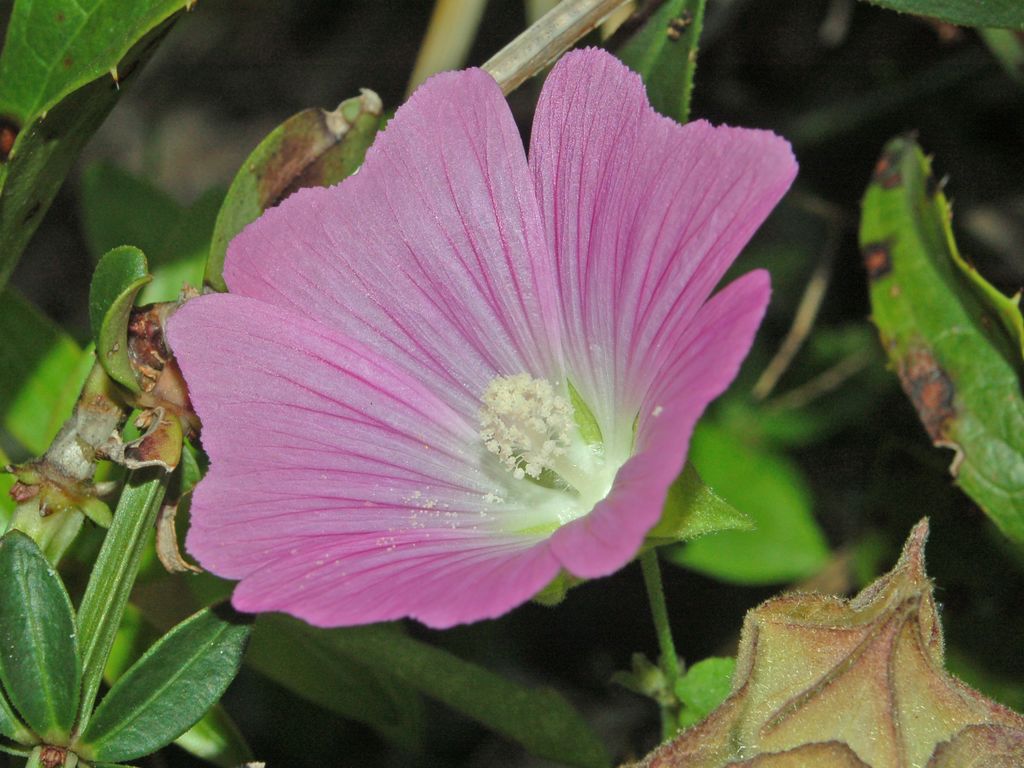 Malva punctata (=Lavatera punctata) / Malvone punteggiato